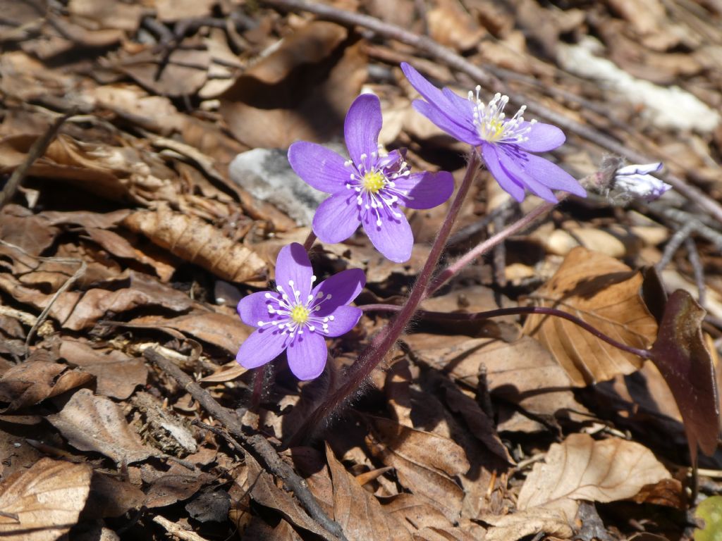 Hepatica nobilis (Ranunculaceae)